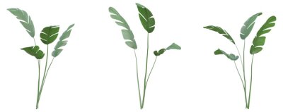 Papier peint  Set of Strelitzia nicolai illustrations, known as the wild banana or giant white bird of paradise, 3D rendering with transparent background