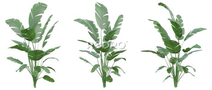 Papier peint  Set of Strelitzia nicolai illustrations, known as the wild banana or giant white bird of paradise, 3D rendering with transparent background