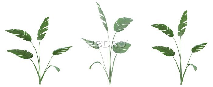 Papier peint  Set of Strelitzia nicolai illustrations, known as the wild banana or giant white bird of paradise, 3D rendering with transparent background