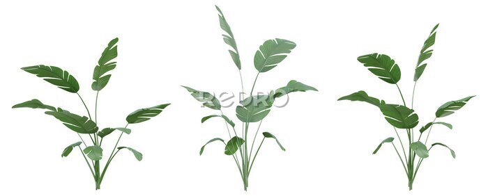 Papier peint  Set of Strelitzia nicolai illustrations, known as the wild banana or giant white bird of paradise, 3D rendering with transparent background