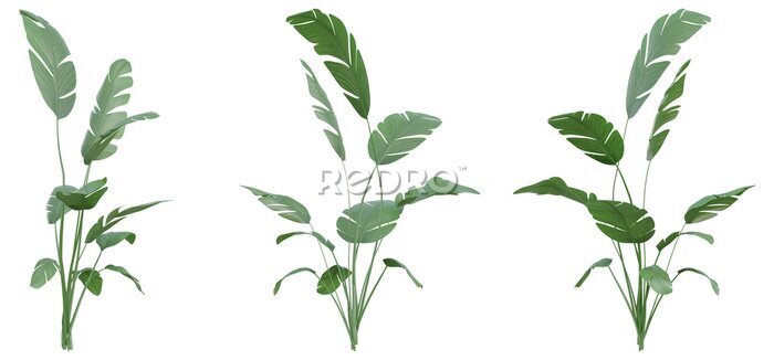 Papier peint  Set of Strelitzia nicolai illustrations, known as the wild banana or giant white bird of paradise, 3D rendering with transparent background