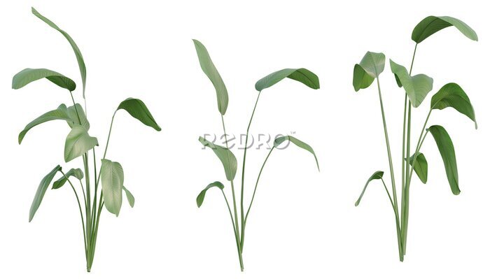 Papier peint  Set of Strelitzia nicolai illustrations, known as the wild banana or giant white bird of paradise, 3D rendering with transparent background