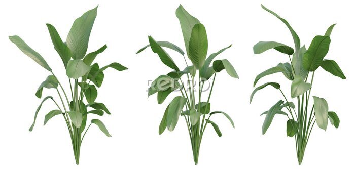 Papier peint  Set of Strelitzia nicolai illustrations, known as the wild banana or giant white bird of paradise, 3D rendering with transparent background