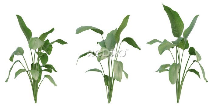 Papier peint  Set of Strelitzia nicolai illustrations, known as the wild banana or giant white bird of paradise, 3D rendering with transparent background