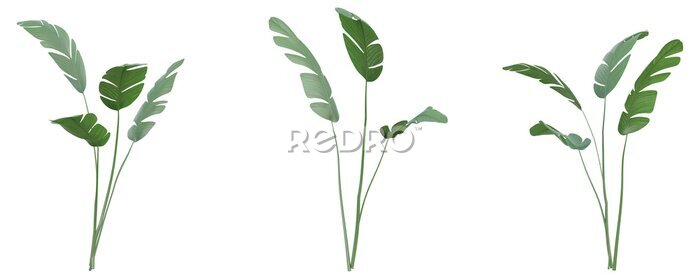 Papier peint  Set of Strelitzia nicolai illustrations, known as the wild banana or giant white bird of paradise, 3D rendering with transparent background