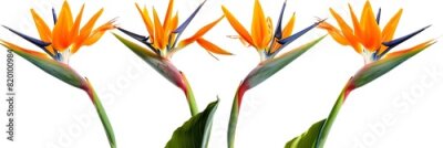 Papier peint  Set of Strelitzia reginae or bird of paradise flowers isolated on a white background as a cutout PNG file