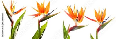 Papier peint  Set of Strelitzia reginae or bird of paradise flowers isolated on a white background as a cutout PNG file