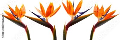 Papier peint  Set of Strelitzia reginae or bird of paradise flowers isolated on a white background as a cutout PNG file