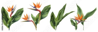 Papier peint  Set of Strelitzia reginae or bird of paradise flowers with leaves isolated on a white background