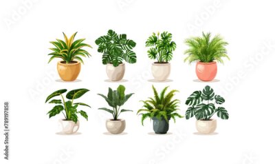 Papier peint  Set of trendy potted plants for home. Different indoor houseplants isolated on white background. Alocasia, begonia, fan palm, monstera, ficus, strelitzia and oxalis