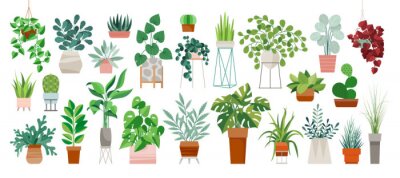 Papier peint  Set of trendy potted plants for home. Different indoor houseplants isolated on white background. Alocasia, begonia, fan palm, monstera, ficus, strelitzia and oxalis. Colored flat vector illustration