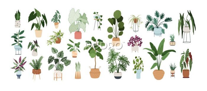 Papier peint  Set of trendy potted plants for home. Different indoor houseplants isolated on white background. Alocasia, begonia, fan palm, monstera, ficus, strelitzia and oxalis. Colored flat vector illustration