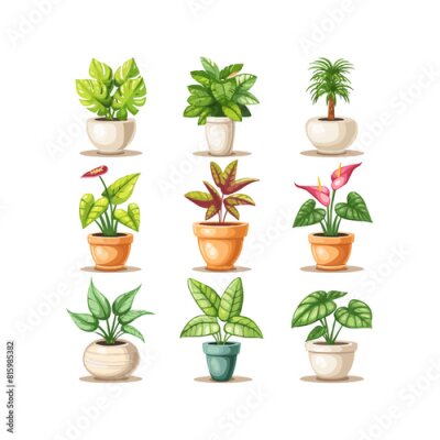 Papier peint  Set of trendy potted plants for home. Different indoor houseplants isolated on white background. Alocasia, begonia, fan palm, monstera, ficus, strelitzia and oxalis.vector isolated white background