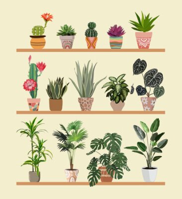 Papier peint  Set of trendy potted plants for home. Different indoor houseplants isolated on white background. Alocasia, palms, monstera, ficus, strelitzia, dracaena, succulents. colored vector