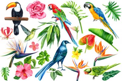 Papier peint  Set of tropical birds, flowers and leaves on an isolated white background, watercolor illustration. Starling, hummingbird, toucan, parrot. Jungle plants, strelitzia, hibiscus, ficus, rose, anthurium 