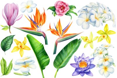 Papier peint  Set of tropical flowers and leaves. Camellia, magnolia, strelitzia, lotus, vanilla orchid, plumeria on an isolated white background, watercolor illustration, hand drawing