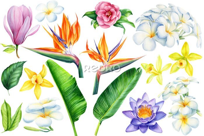Papier peint  Set of tropical flowers and leaves. Camellia, magnolia, strelitzia, lotus, vanilla orchid, plumeria on an isolated white background, watercolor illustration, hand drawing