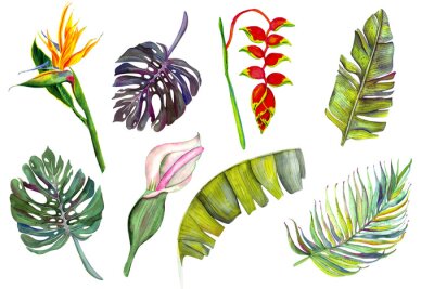 Papier peint  Set of tropical flowers and leaves. Heliconia, calla, strelitzia, banana, monstera, palm, calla. isolated on white watercolor.