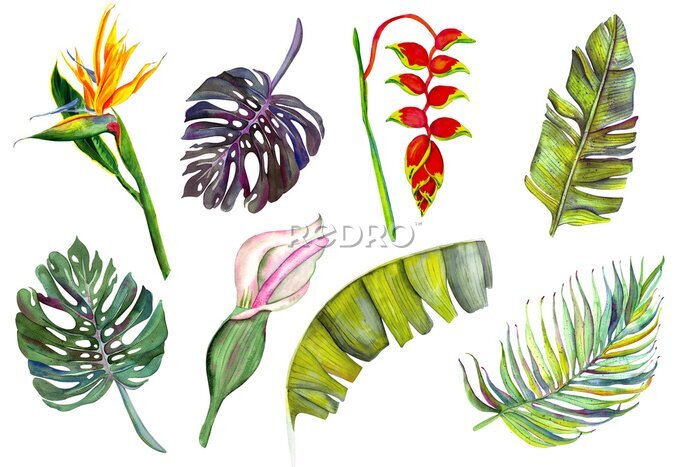 Papier peint  Set of tropical flowers and leaves. Heliconia, calla, strelitzia, banana, monstera, palm, calla. isolated on white watercolor.