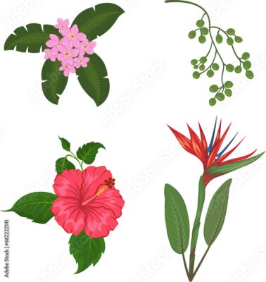 Papier peint  Set of tropical flowers, Hibiscus, plumeria, Strelitzia.