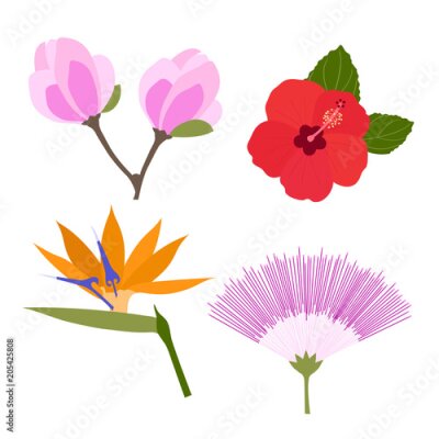 Papier peint  Set of tropical flowers isolated on white background. Silk tree flower, strelitzia, hibiscus, Magnolia. Vector illustration.