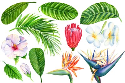 Papier peint  set of tropical flowers. Protea, strelitzia, hibiscus, plumeria and palm leaves on an isolated white background, watercolor illustration, hand drawing, botanical painting
