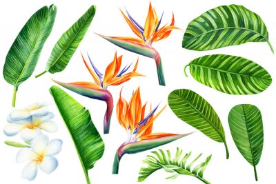 Papier peint  set of tropical flowers strelitzia, plumeria and palm leaves on an isolated white background, watercolor illustration, hand drawing,