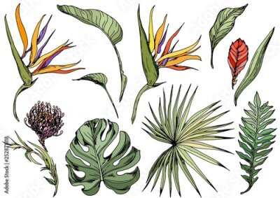 Papier peint  Set of tropical leaves and exotic flowers, strelitzia, bromeliad. Isolated elements for design. Hand drawn vector.