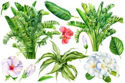 Papier peint  set of tropical leaves and flowers on a white background, Strelitzia palm leaves, hibiscus, quince, plumeria.