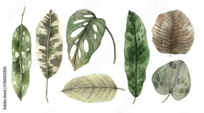 Papier peint  Set of tropical leaves, banana, monstera, calathea, strelitzia leaves, dieffenbachia and others. Hand drawn watercolor set. Botanical illustration for design of invitations, cards, weddings, holidays