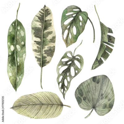 Papier peint  Set of tropical leaves, banana, monstera, calathea, strelitzia leaves. Watercolor set drawn by hand. Botanical illustration for design of invitations, cards, weddings and holidays