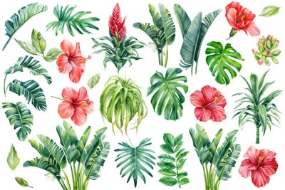 Papier peint  Set of tropical leaves palm, succulents, aloe, strelitzia and hibiscus flowers. Watercolor illustration