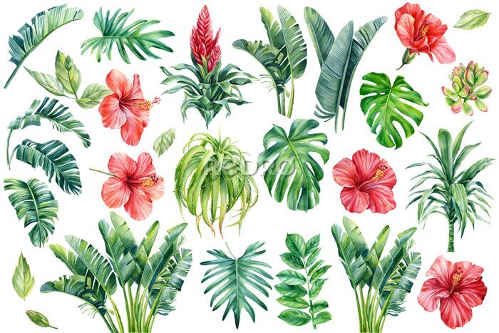 Papier peint  Set of tropical leaves palm, succulents, aloe, strelitzia and hibiscus flowers. Watercolor illustration