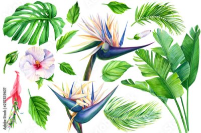 Papier peint  set of tropical palm leaves, hibiscus flowers, strelitzia on a white background, botanical watercolor illustration