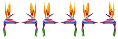 Papier peint  Set of tropical plant flowers a strelitzia on white background. Botanical watercolor illustration.horizontal border of exotic strelitzia flowers, bird of paradise.Isolated elements for design.