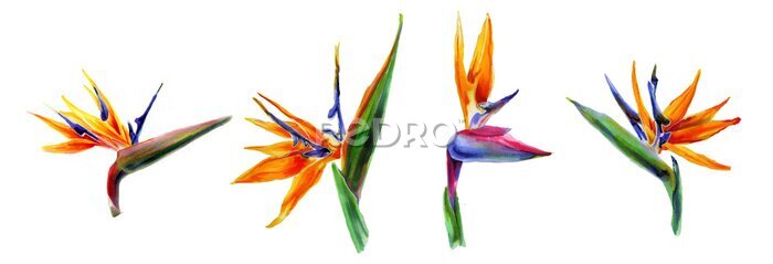 Papier peint  Set of tropical plant flowers a strelitzia on white background. Botanical watercolor illustration. horizontal border of exotic strelitzia flowers, bird of paradise.Isolated elements for design.