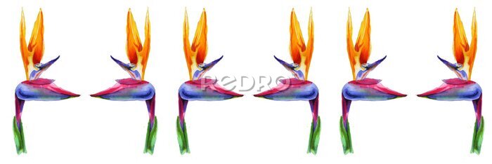 Papier peint  Set of tropical plant flowers a strelitzia on white background. Botanical watercolor illustration.horizontal border of exotic strelitzia flowers, bird of paradise.Isolated elements for design.