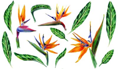 Papier peint  Set of tropical plant flowers and green leaves strelitzia on white background. Botanical watercolor illustration.Collection of exotic strelitzia flowers, bird of paradise.Isolated elements for design.