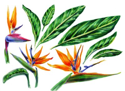 Papier peint  Set of tropical plant flowers and green leaves strelitzia on white background. Botanical watercolor illustration.Collection of exotic strelitzia flowers, bird of paradise.Isolated elements for design.
