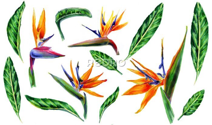 Papier peint  Set of tropical plant flowers and green leaves strelitzia on white background. Botanical watercolor illustration.Collection of exotic strelitzia flowers, bird of paradise.Isolated elements for design.