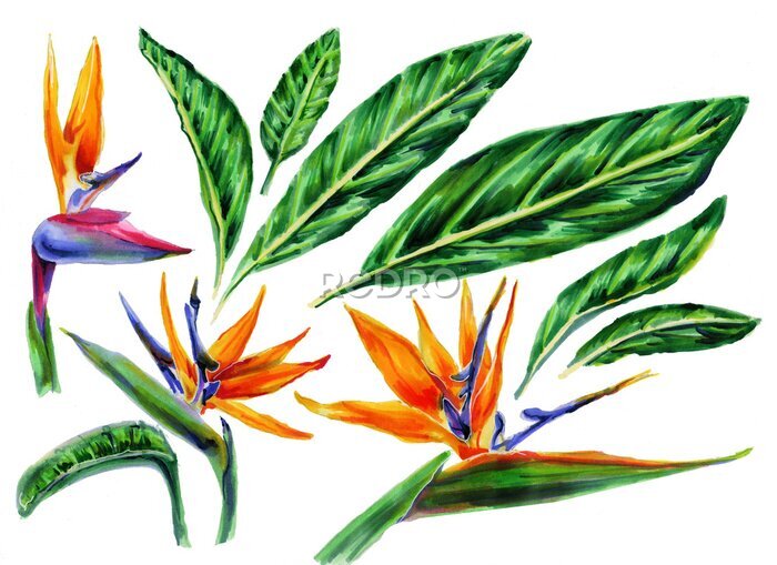 Papier peint  Set of tropical plant flowers and green leaves strelitzia on white background. Botanical watercolor illustration.Collection of exotic strelitzia flowers, bird of paradise.Isolated elements for design.