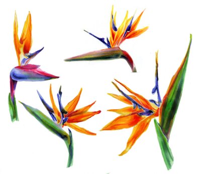 Papier peint  Set of tropical plant flowers  strelitzia on white background. Botanical watercolor illustration.Collection of exotic strelitzia flowers, bird of paradise.Isolated elements for design.