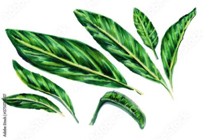 Papier peint  Set of tropical plantgreen leaves strelitzia on white background. Botanical watercolor illustration. Collection of exotic strelitzia leaves bird of paradise.Isolated elements for design.