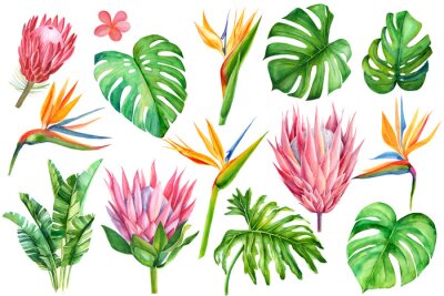 Papier peint  set of tropical plants and flowers on white background, watercolor hand drawing, leaves of palms, monstera, succulent, cactus, protea, strelitzia, plumeria, guzmania