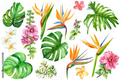 Papier peint  set of tropical plants and flowers on white background, watercolor hand drawing, leaves of palms, monstera, succulent, cactus, protea, strelitzia, plumeria, guzmania