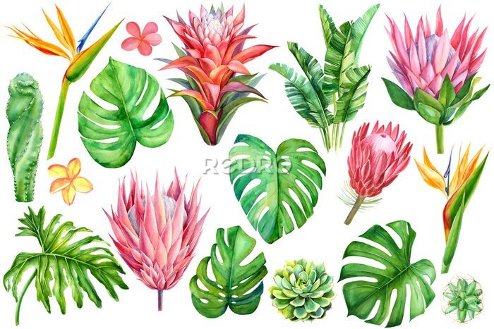 Papier peint  set of tropical plants and flowers on white background, watercolor hand drawing, leaves of palms, monstera, succulent, cactus, protea, strelitzia, plumeria, guzmania