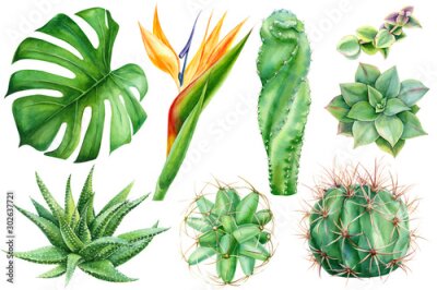 Papier peint  set of tropical plants and flowers on white background, watercolor hand drawing,  leaves of palms, monstera, succulent, cactus,  strelitzia