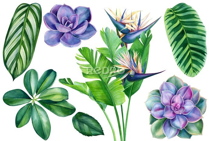 Papier peint  Set of tropical plants and flowers on white background, watercolor hand drawing, Palm leaf, strelitzia and succulents
