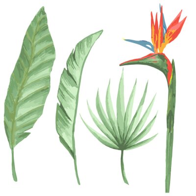 Papier peint  set of tropical plants and green strelitzia leaves on white background, botanical painting, jungle design