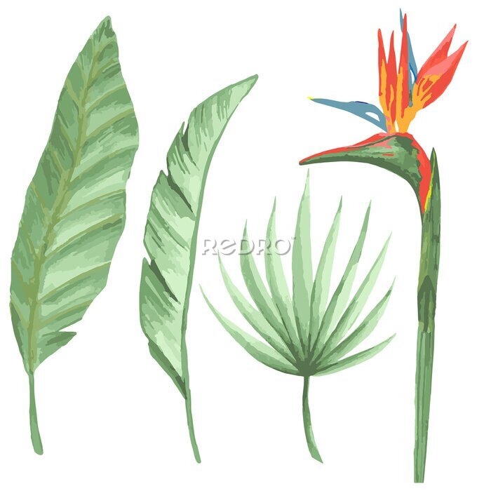 Papier peint  set of tropical plants and green strelitzia leaves on white background, botanical painting, jungle design